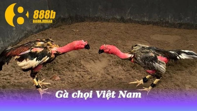 thuong-mai-ga-choi