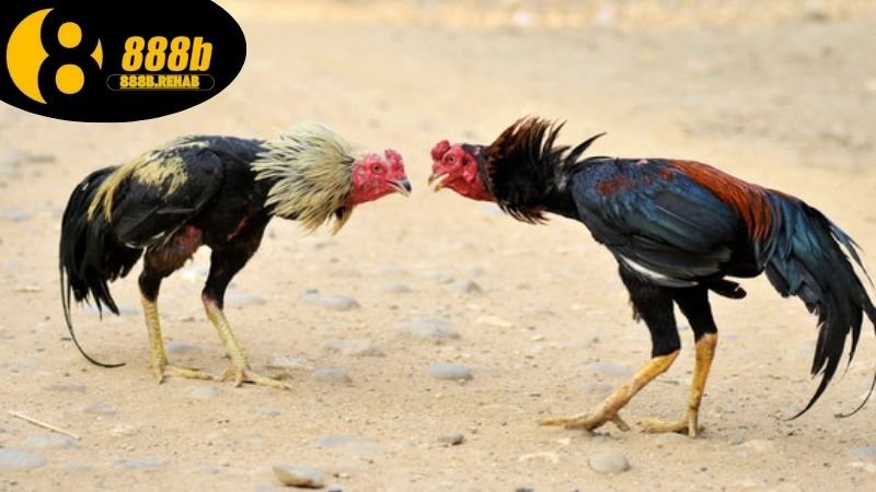 Ưu điểm khi chơi đá gà tại 888b