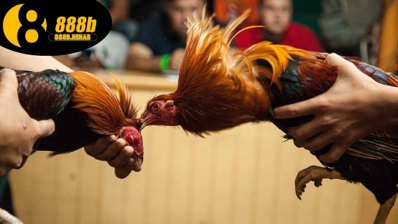 Cách tham gia cược đá gà tại 888b