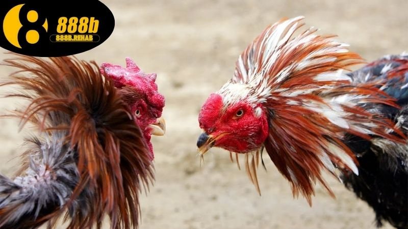 Kinh nghiệm cược đá gà dễ thắng