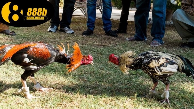Đá gà ăn tiền thật 888b có uy tín không?