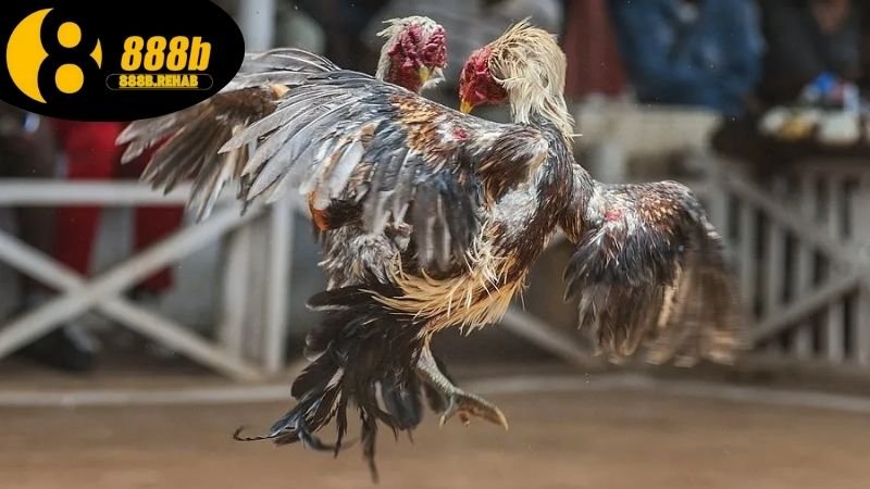 Hướng dẫn chơi đá gà ăn tiền tại 888b