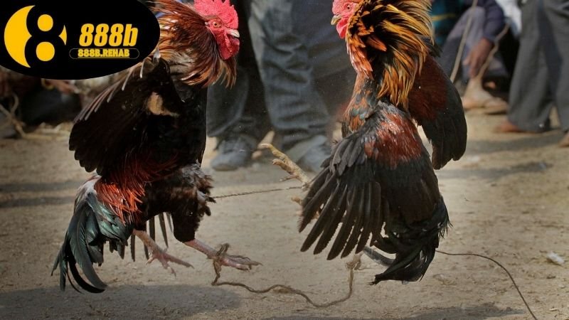 Mẹo cược đá gà dễ thắng tại 888b