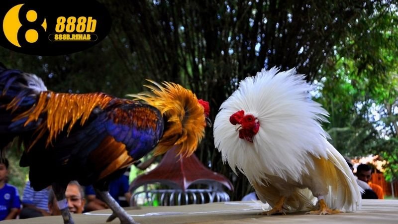 Đá gà trực tuyến 888b có gì đặc sắc?