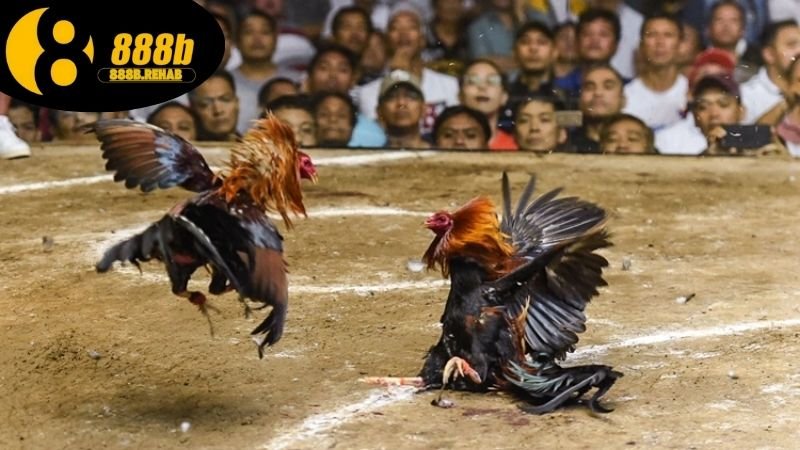 Lưu ý khi chơi đá gà online