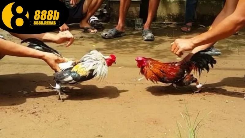 Cách tham gia đá gà tại 888b