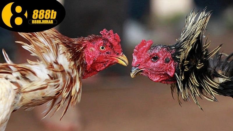 Xem đá gà Thomo hôm nay tại 888b