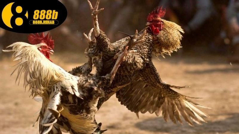 Hướng dẫn xem đá gà tại 888b